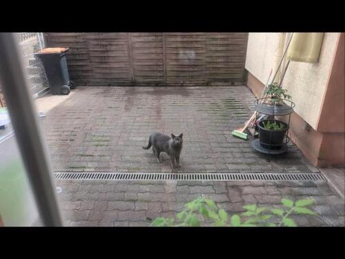 Foto - Erdgeschoßwohnung in Nümbrecht zur Miete