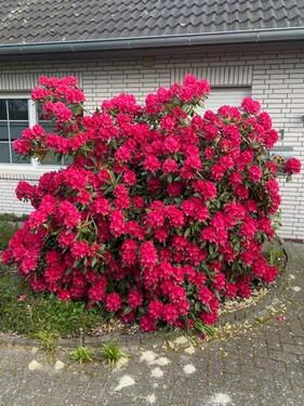 Foto - 
