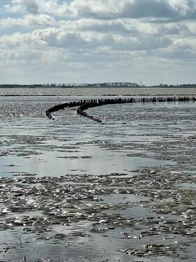 Foto - MonteurFerienwohnung.Genieß Nordsee,Watt,Meer u.Seeluft mit Hund