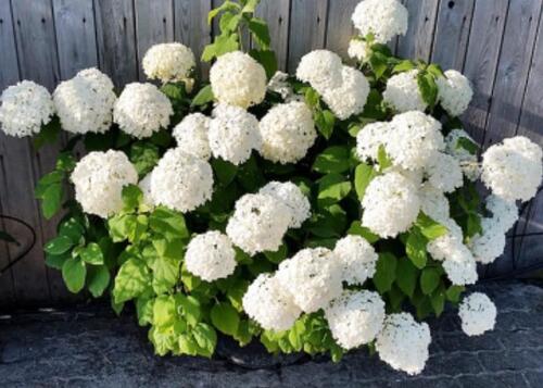 Foto - Erdgeschoßwohnung in Bad Wiessee zur Miete