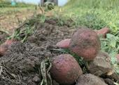 Foto - Grundstück zur Miete in Wannweil