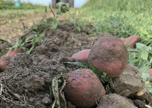 Foto - Grundstück zur Miete in Wannweil