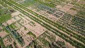 Foto - Miete Deinen Gemüsegarten in Wannweil 