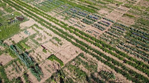 Foto - Miete Deinen Gemüsegarten in Wannweil 
