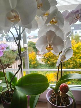 Foto - 3 Raum Wohnung. 311 Kaltmiete!!! Schloßchemnitz.