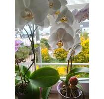 3 Raum Wohnung. 311 Kaltmiete!!! Schloßchemnitz.