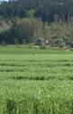 Foto - andere in Schönau