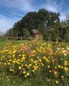 Foto - andere in Schönau zur Miete