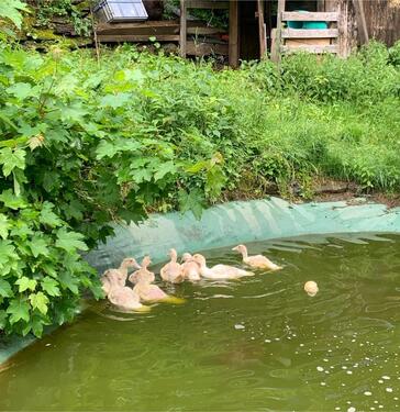 Foto - Einfamilienhaus zum Kaufen in Stammbach