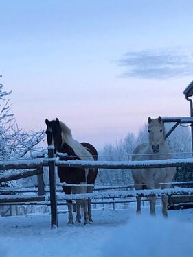 Foto - Haus mit Pferdehaltung - 385.000,00&nbsp;EUR Kaufpreis, ca.&nbsp; 170,00&nbsp;m&sup2;