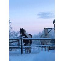 Haus mit Pferdehaltung - 385.000,00&nbsp;EUR Kaufpreis, ca.&nbsp; 170,00&nbsp;m&sup2; in Lübz (PLZ: 19386)