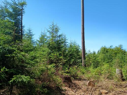 Foto - Wald 1,819ha in Babenhausen, im Oberallmanshorn