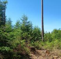 Wald 1,819ha in Babenhausen, im Oberallmanshorn - Aletshausen