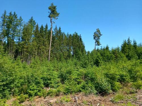 Foto - Grundstück in Aletshausen zur Miete