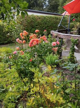 Foto - Grundst&uuml;ck in Papendorf