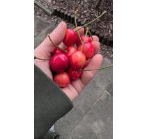 SchrebergartenKleingarten - 2.500,00&nbsp;EUR Kaltmiete, ca.&nbsp; 0,00&nbsp;m&sup2; in Cuxhaven (PLZ: 27472)