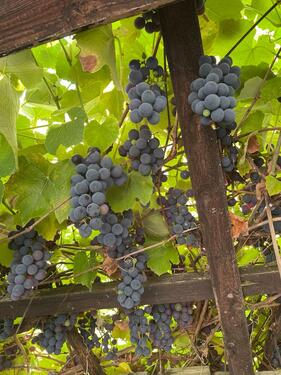 Foto - Grundst&uuml;ck zur Miete in Heidenau
