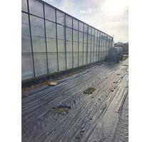 Kalthausfläche Freiland Gärtnerei in Dormagen - Köln Kalk