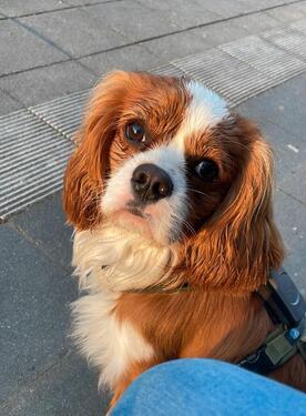 Foto - 2 Zimmer Wohnung mit Hund - 600,00&nbsp;EUR Kaltmiete, ca.&nbsp; 50,00&nbsp;m&sup2;