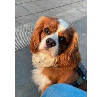 2 Zimmer Wohnung mit Hund - 600,00&nbsp;EUR Kaltmiete, ca.&nbsp; 50,00&nbsp;m&sup2; in Rosbach vor der Höhe (PLZ: 61191)