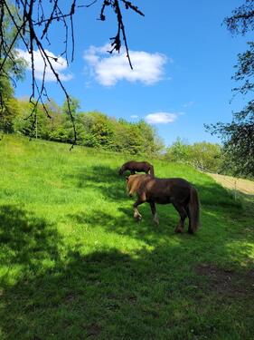 Foto - WG Zimmer plus Offenstall - 450,00&nbsp;EUR Kaltmiete, ca.&nbsp; 16,00&nbsp;m&sup2;