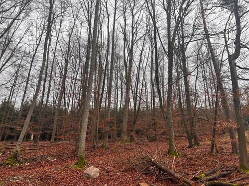 Foto - Waldgrundstück in Greding - 2,00&nbsp;EUR Kaltmiete, ca.&nbsp; 0,00&nbsp;m&sup2;