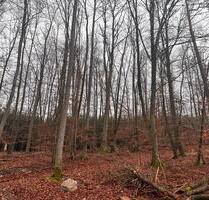 Waldgrundstück in Greding - 2,00&nbsp;EUR Kaltmiete, ca.&nbsp; 0,00&nbsp;m&sup2; in Greding (PLZ: 91171)