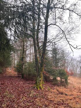 Foto - Grundst&uuml;ck zur Miete in Greding