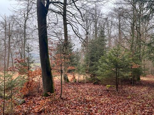 Foto - Grundst&uuml;ck in Greding zur Miete