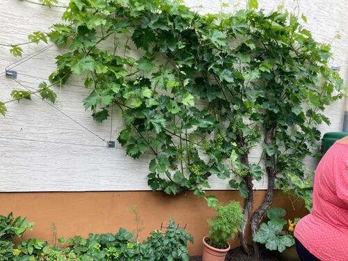 Foto - 5 Zimmer Einfamilienhaus in Marburg