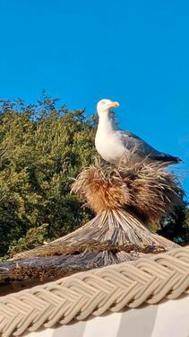 Foto - Ferienwohnung,Schönberg,Holm,Ostsee