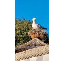 Ferienwohnung,Schönberg,Holm,Ostsee - Bredenbek