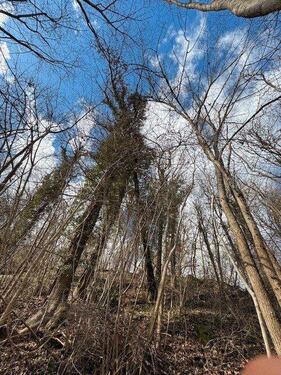 Foto - 2.123 m² Waldfläche in Neckartenzlingen - 21 km von Stuttgart -