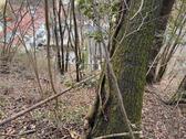 Foto - Grundst&uuml;ck in Neckartenzlingen zur Miete