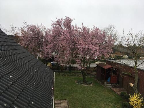 Foto - 4 Zimmer Einfamilienhaus zur Miete in Gifhorn