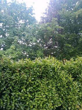 Foto - Einfamilienhaus in Pracht zur Miete