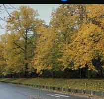 1,5 Zimmerwohnung am Theater ab 01.02.2026 zu vermieten - Braunschweig