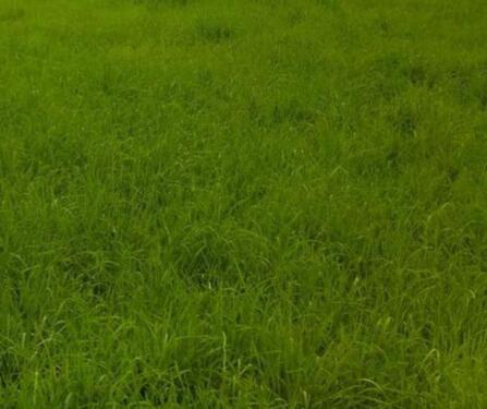 Foto - Wiesengrundstück in - 7,00&nbsp;EUR Kaltmiete, ca.&nbsp; 0,00&nbsp;m&sup2;