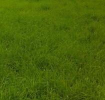 Wiesengrundstück in - 7,00&nbsp;EUR Kaltmiete, ca.&nbsp; 0,00&nbsp;m&sup2; in Bad Homburg vor der Höhe (PLZ: 61352) Gonzenheim