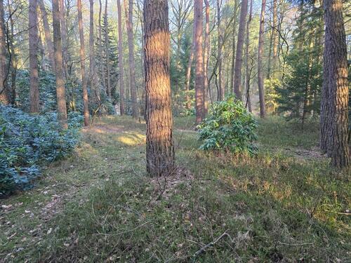 Foto - 5 Zimmer Einfamilienhaus zum Kaufen in Wildeshausen