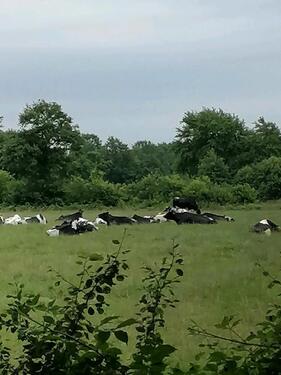 Foto - Ferienwohnung frei, Kurzurlaub, Nordsee Nähe, v. Tiere