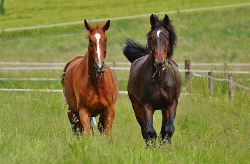 Foto - großes Baugrundstück Ribnitz-Damgarten ideal zur Pferdehaltung als Paddock