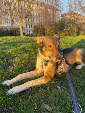 Foto - Etagenwohnung in Leipzig zum Kaufen