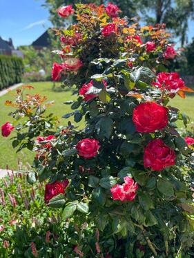Foto - Einfamilienhaus in Lütjenburg zum Kaufen