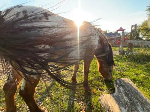Foto - andere in Gelting zur Miete