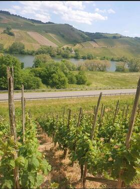 Foto - Weinberg Riesling Steillage Mosel Neumagen Dhron