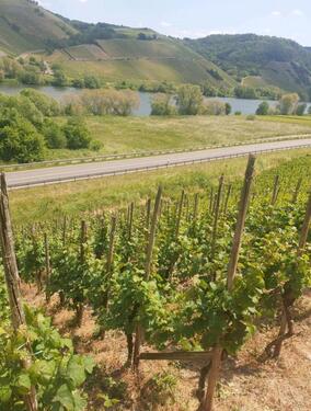 Foto - Grundstück zur Miete in Neumagen-Dhron