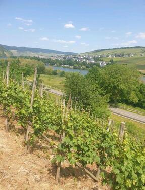 Foto - Grundstück in Neumagen-Dhron