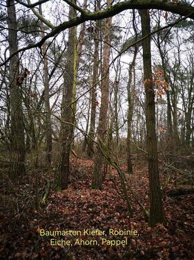 Foto - Grundst&uuml;ck in Jüterbog zur Miete