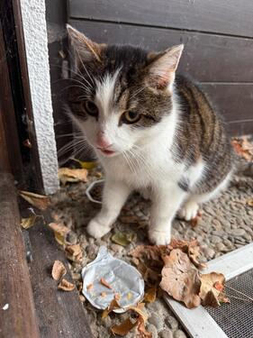 Foto - Reihenhaus in 84036 Kumhausen - 1.500,00&nbsp;EUR Kaltmiete, ca.&nbsp; 110,00&nbsp;m&sup2;